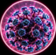 Andes Virus