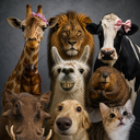 Animals In Crisis (XANIMALS) Live Price, Chart and Marketcap