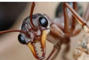 ANT COLONY (ANTS) Live Price, Chart and Marketcap