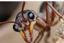 ANT COLONY