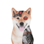 Buy Artificial Inu
