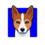 Basenji