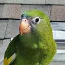 Bebe The Parrot Live Price, Chart and Marketcap