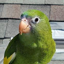 Buy Bebe The Parrot