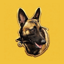 Belgian Malinois