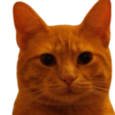 Bitcoin Cat (SASHA) Live Price, Chart and Marketcap