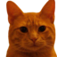 Bitcoin Cat