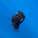 Black Devil (ANGLERFISH) Live Price, Chart and Marketcap