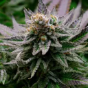 CANNABIS (CANA) Live Price, Chart and Marketcap
