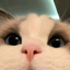 Buy cat