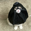 catwifbag (BAG) Live Price, Chart and Marketcap