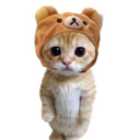 CatwifHat (CIF) Live Price, Chart and Marketcap