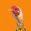 Buy ChickenBanana