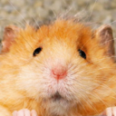 Chip The Wooly Mouse Live Price, Chart and Marketcap