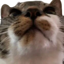 Buy Chuchu