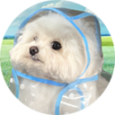COAT DOG Live Price, Chart and Marketcap