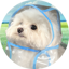 COAT DOG