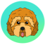 Cockapoo