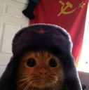 Communist Cat (CCAT) Live Price, Chart and Marketcap