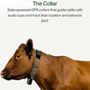 cowgorithm Live Price, Chart and Marketcap