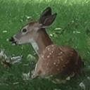 Deer Seized by US Government (BABY) Live Price, Chart and Marketcap