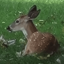 Buy Deer Seized by US Government