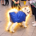 dog in a bag (DIB) Live Price, Chart and Marketcap