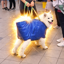 Buy dog in a bag
