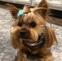 Dog Stolen From Tesla (LEMON) Live Price, Chart and Marketcap