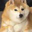 Buy doge秽土转生版真名