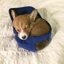 Buy doginhat