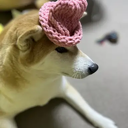 dogwifhat2 (WIF2) Live Price, Chart and Marketcap