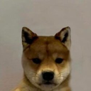 dogwifouthat (WIFOUT) Live Price, Chart and Marketcap