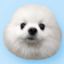 Durovs Dog