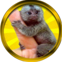 Finger Monkey (FM) Live Price, Chart and Marketcap