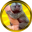 Buy Finger Monkey