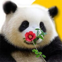 花花 (flower flower) Live Price, Chart and Marketcap