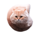 Flying Spinning Cat (FSC) Live Price, Chart and Marketcap