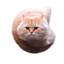 Flying Spinning Cat