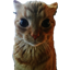 Gakster
