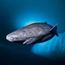 Greenland Shark Live Price, Chart and Marketcap