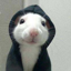 Buy hoodrat