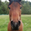 Buy horsetwting