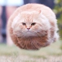 Hover Cat (HCAT) Live Price, Chart and Marketcap