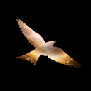 in the name of freedom Live Price, Chart and Marketcap