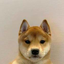 Buy It's just a Dog