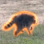 Buy Jimothy The Raccoon