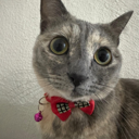 Just Elizabeth Cat Live Price, Chart and Marketcap