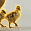 Buy Justice for Goslings
