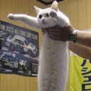 Longcat (LONG) Live Price, Chart and Marketcap